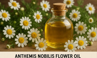 Učinki in koristi olja cvetov Anthemis Nobilis (rimska kamilica)